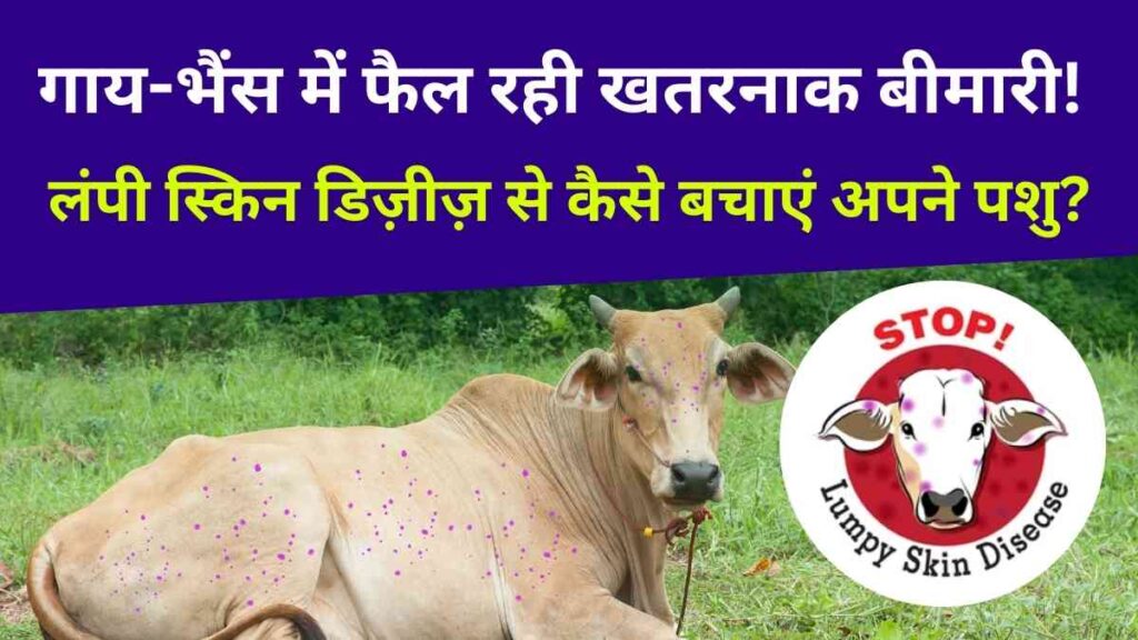 -skin-disease-warning-prevention-tips-animal-husbandry